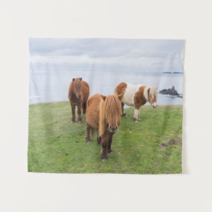 Tapiz Poni de Shetland en pastizal cerca de acantilados