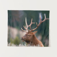 Rocky Mountain Elk Yellowstone National Park