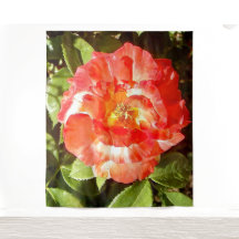 Rosa del día soleado.........