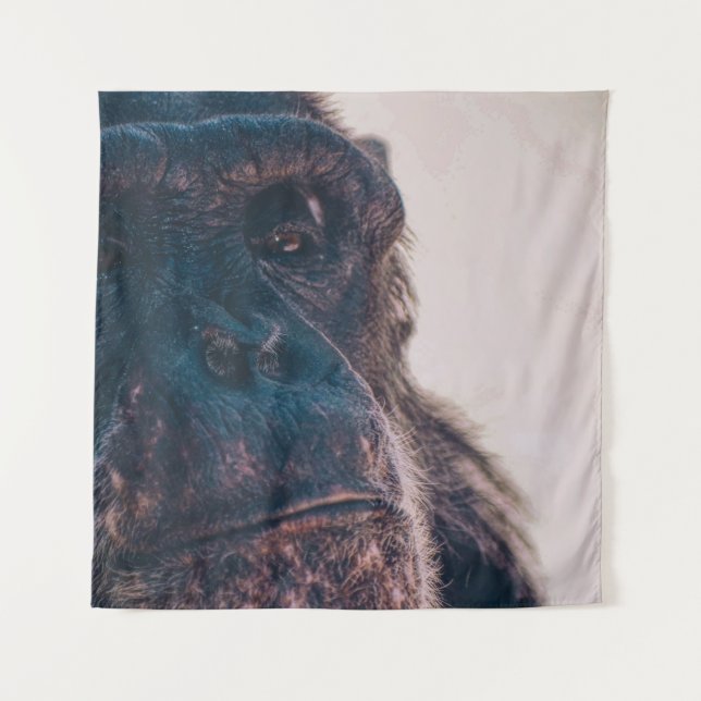 TAPIZ THE OLDEST CHIMPANZEE (Anverso)