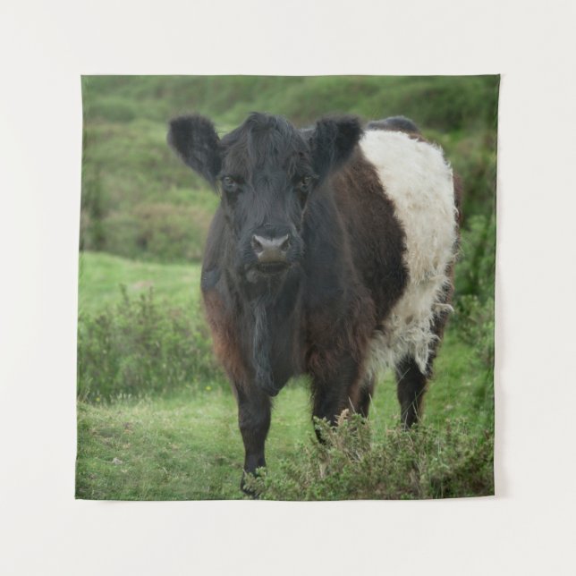 Tapiz Vaca Galloway Bellada (Anverso)