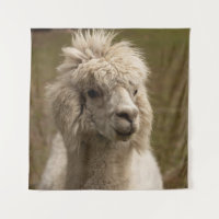 VIENNA WIEN ÖSTERREICH AUSTRIA ALPAKA LAMA ANIMAL 