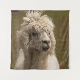 TAPIZ VIENNA WIEN ÖSTERREICH AUSTRIA ALPAKA LAMA ANIMAL
