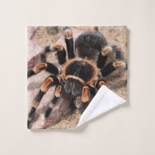Tarantula Spider