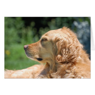 Tarde perezosa al sol