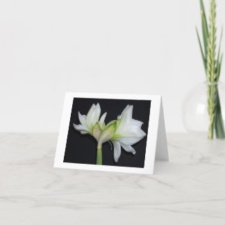Tarjeta 100_1530 Amaryllis 2007