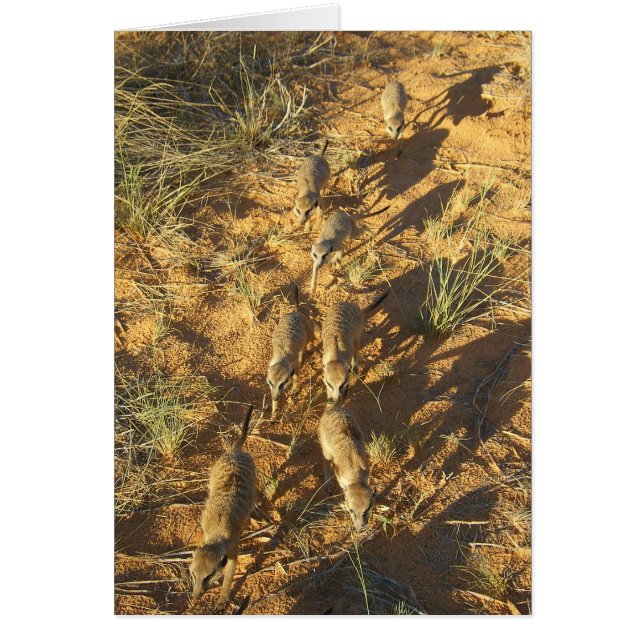 Tarjeta 10 de KMP - abeja-line de Moomins (Frente)