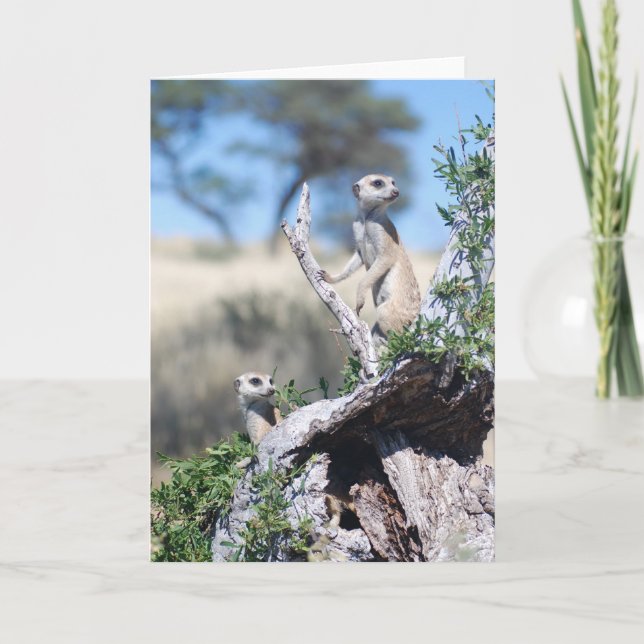 Tarjeta 15 de KMP - centinelas de las barbas (Anverso)