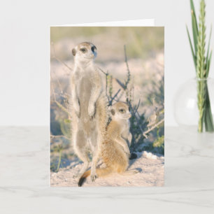 Tarjeta 16 de KMP - pepita que cuid losa nin¢os