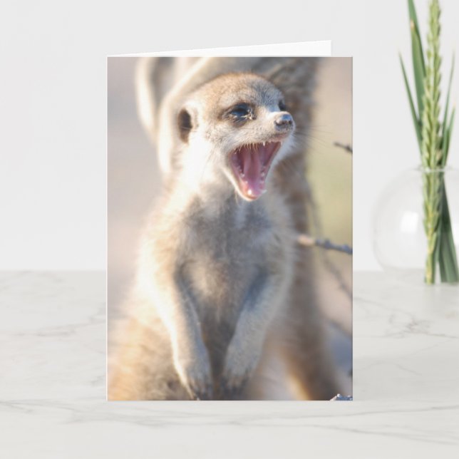 Tarjeta 18 de KMP - pepita de bostezo (Anverso)