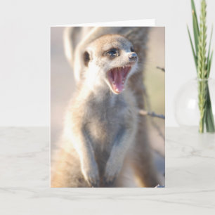 Tarjeta 18 de KMP - pepita de bostezo