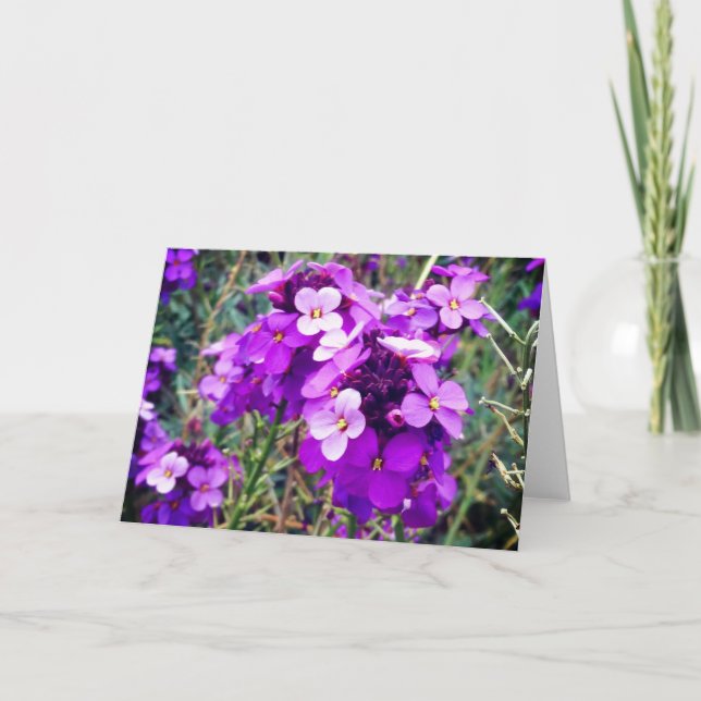 Tarjeta #1-2 de Wallflower Bowles Mauve (Anverso)