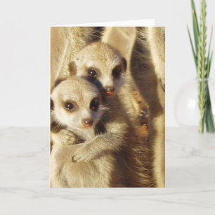 Tarjeta 1 de KMP - perritos juguetones