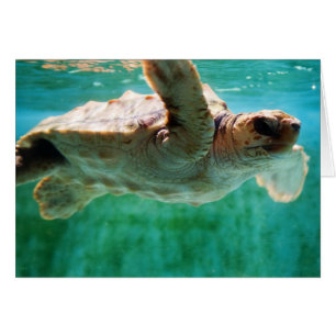 Tarjeta #1 de Loggerhead