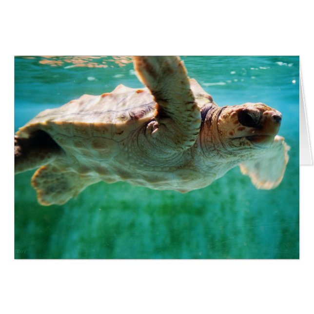 Tarjeta #1 de Loggerhead (Anverso (Horizontal))