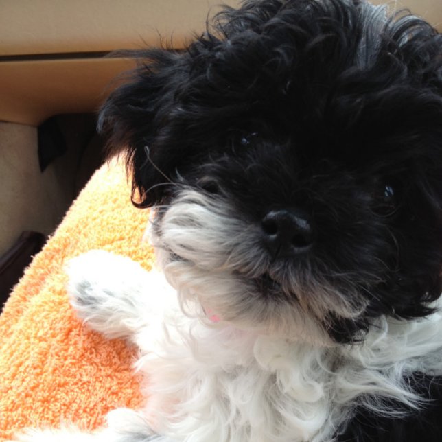 TARJETA 1. VAMOS A CASARTE. ¡LUEGO VIENE LA LUNA DE MIEL! (Subido por el creador)