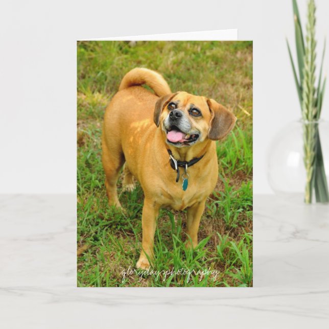 Tarjeta 1HCD_3930, glorydaysphotography (Anverso)