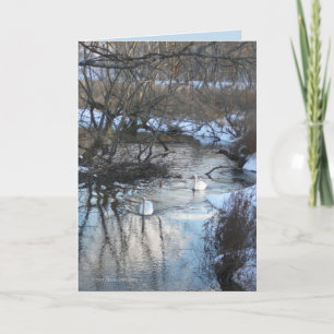 Tarjeta 2 cisnes en invierno