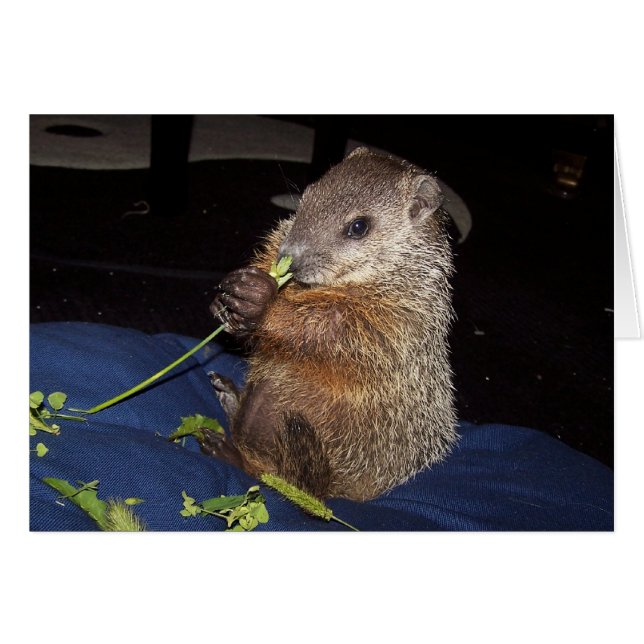 Tarjeta 2 de Groundhog del bebé (Anverso (Horizontal))