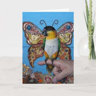 Tarjeta 2 de la mariposa de Boingo