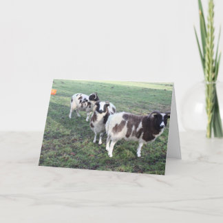 Tarjeta 3 cartas de saludo de cabras cumpleaños