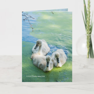 Tarjeta 3 pollos del cisne en algas