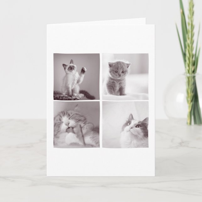 Tarjeta 4 lindos gatos para los amantes de los gatos (Anverso)