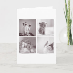Tarjeta 4 lindos gatos para los amantes de los gatos
