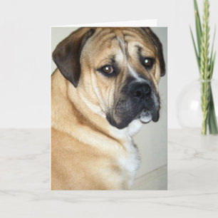 TARJETA 50.º PERO TODAVÍA EL PERRO SUPERIOR