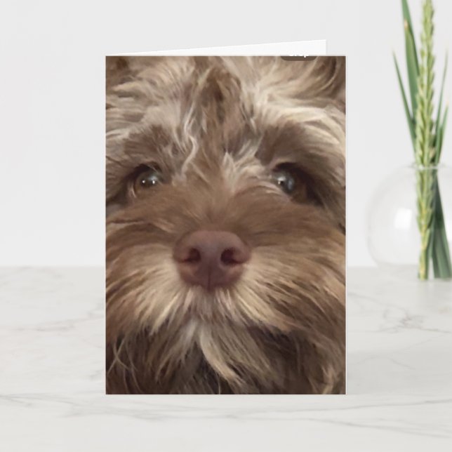 TARJETA *50° CUMPLEAÑOS HUMOR DE COCKAPOO" (Anverso)