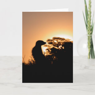 Tarjeta 5 de KMP - puesta del sol del Flav de