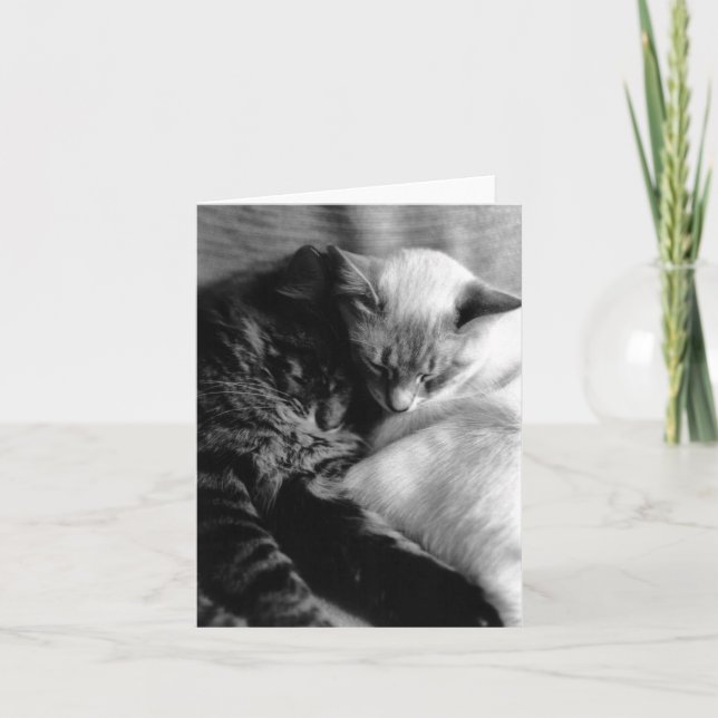 Tarjeta #5 del gato (Anverso)