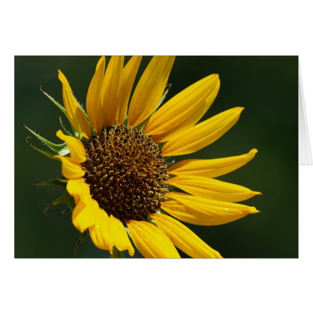 Tarjeta 5X7 del girasol de agosto (Anverso (Horizontal))