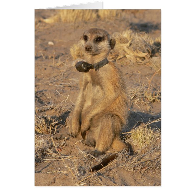 Tarjeta 9 - Gazebo juguetón (Frente)