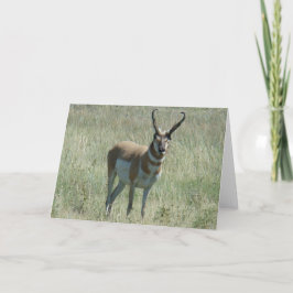 Tarjeta A13 Pronghorn Antelope Buck