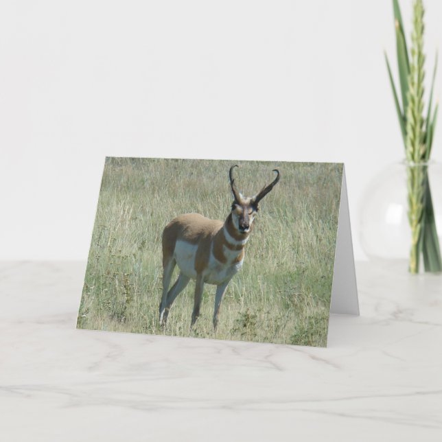 Tarjeta A13 Pronghorn Antelope Buck (Anverso)