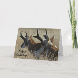 Tarjeta A23 Pronghorn Antelope Joven Cabeza de Herido