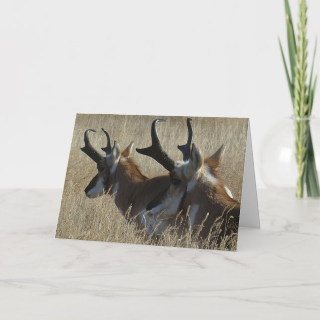 Tarjeta A23 Pronghorn Antelope Joven Cabeza de Herido (Anverso)