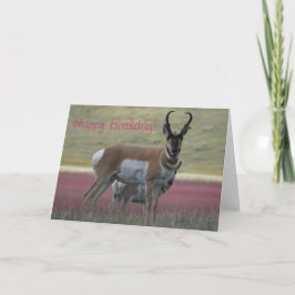 Tarjeta A24 Piel Antelope
