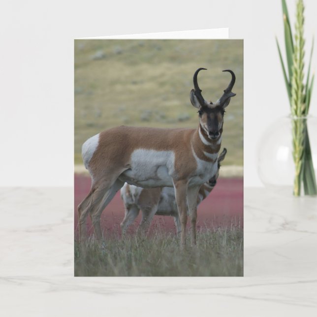 Tarjeta A24 Pronghorn Antelope Buck (Anverso)