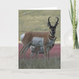 Tarjeta A24 Pronghorn Antelope Buck