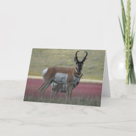 Tarjeta A24 Pronghorn Antelope Buck