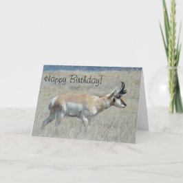 Tarjeta A25 Pronghorn Antelope Young Buck