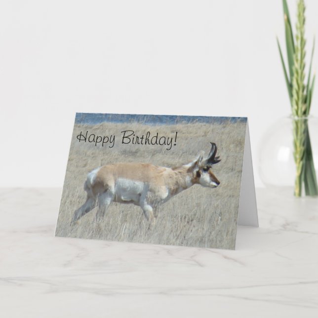 Tarjeta A25 Pronghorn Antelope Young Buck (Anverso)