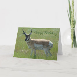 Tarjeta A36 Pronghorn Antelope Big Buck