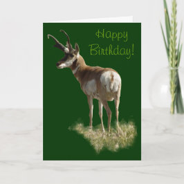 Tarjeta A43 Pronghorn Antelope Buck