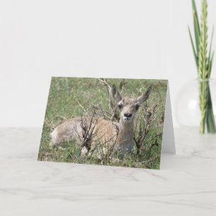 Tarjeta A7 Baby Pronghorn Antelope