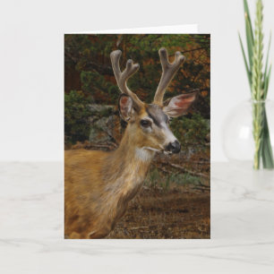 TARJETA A DEER FRIEND