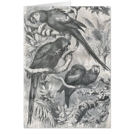 Tarjeta A.E. Brehm - Macaws