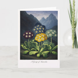 Tarjeta A Group of Auriculas — Modern Botanical Reinterpre